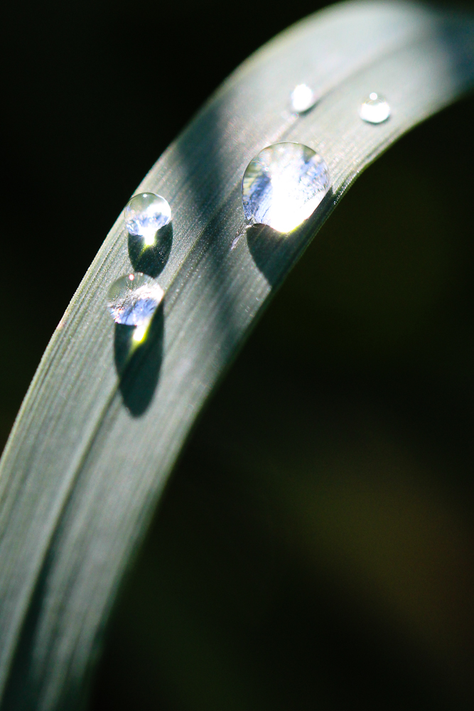 ...Wassertropfen