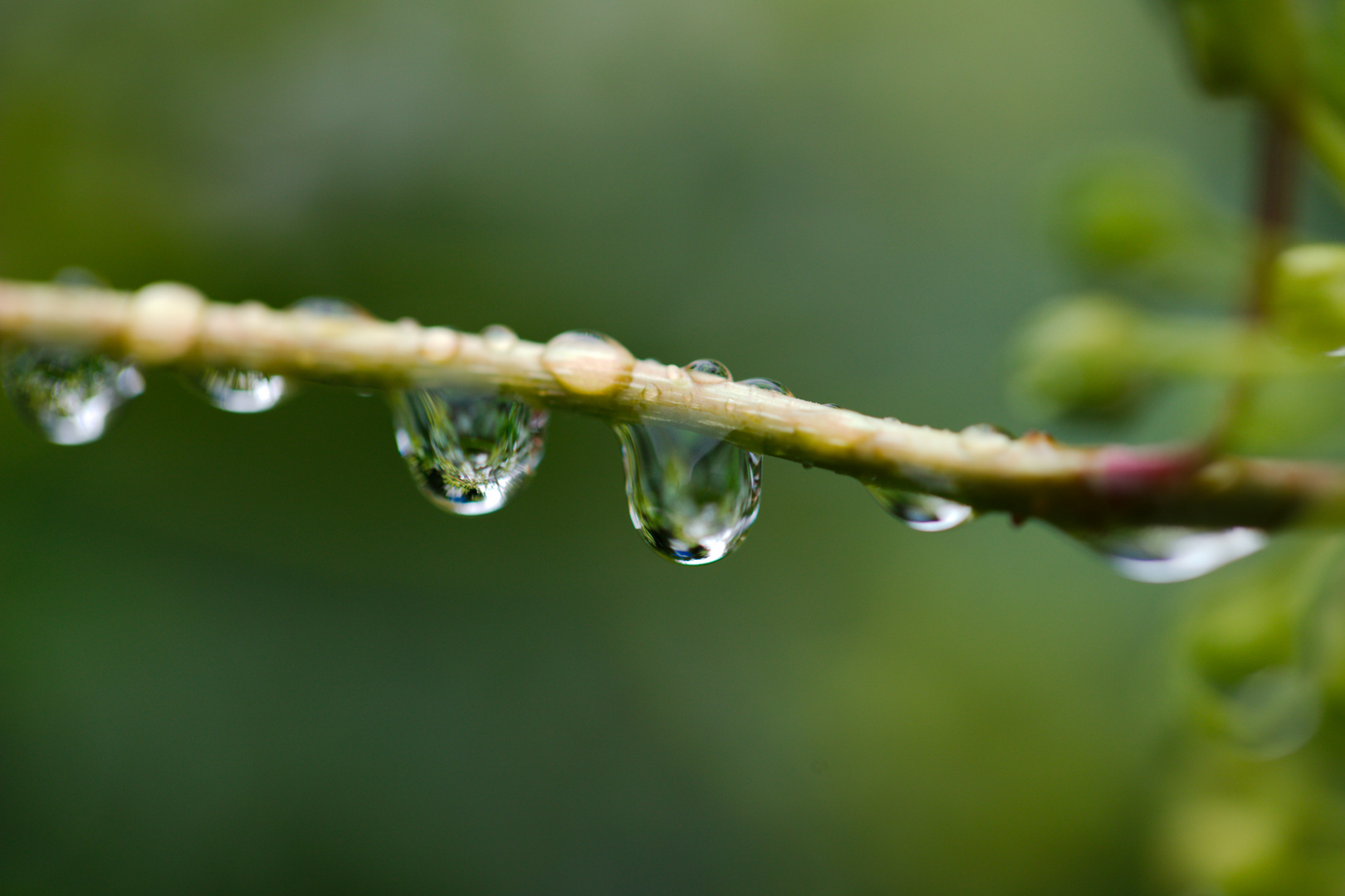 Wassertropfen