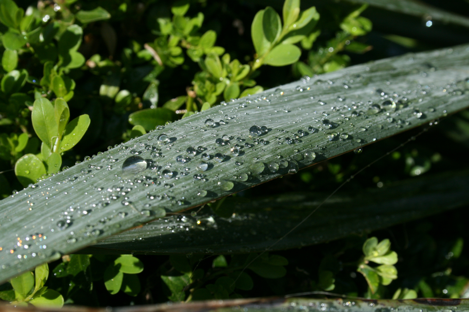 Wassertropfen bei Sonnenschein