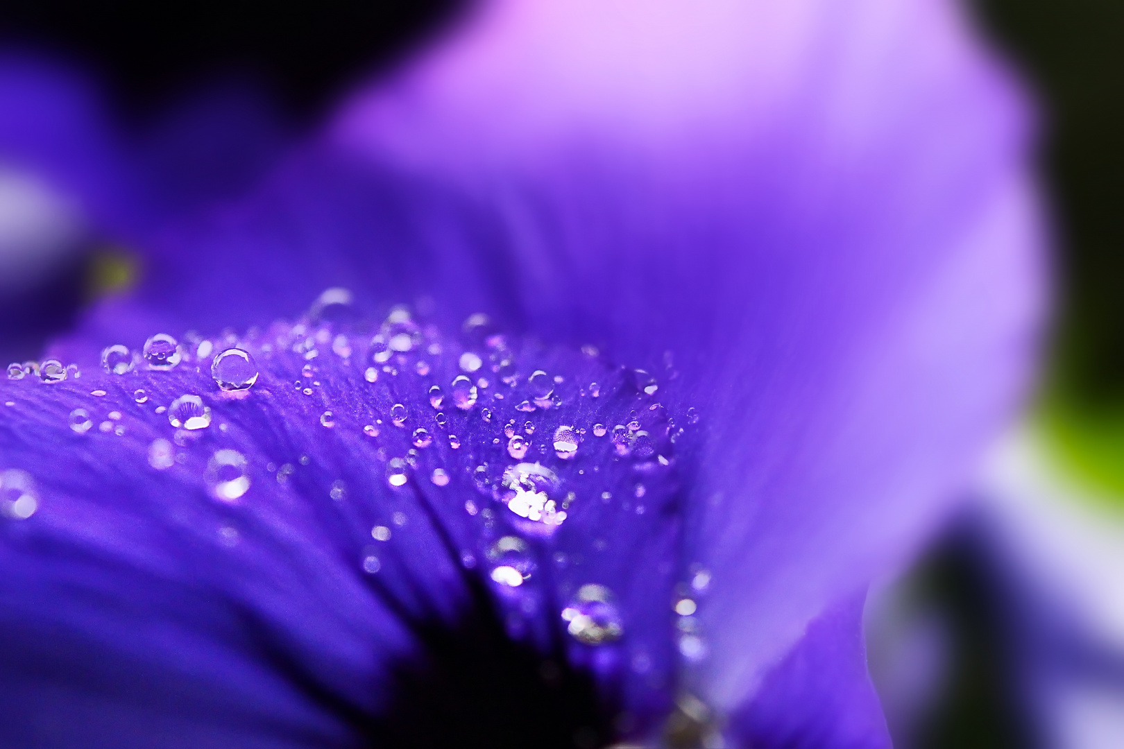 Wassertropfen & Blüte