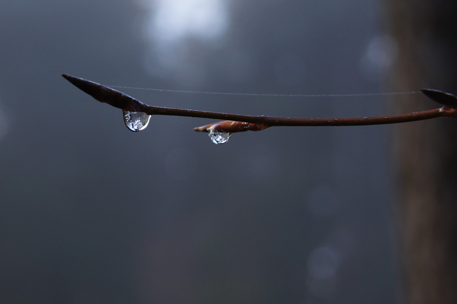 wassertropfen