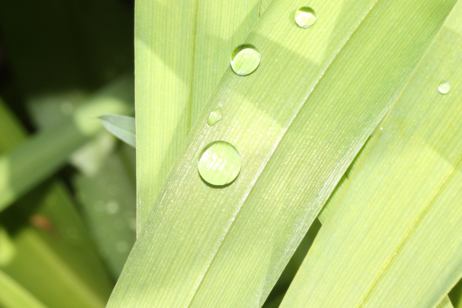 Wassertropfen