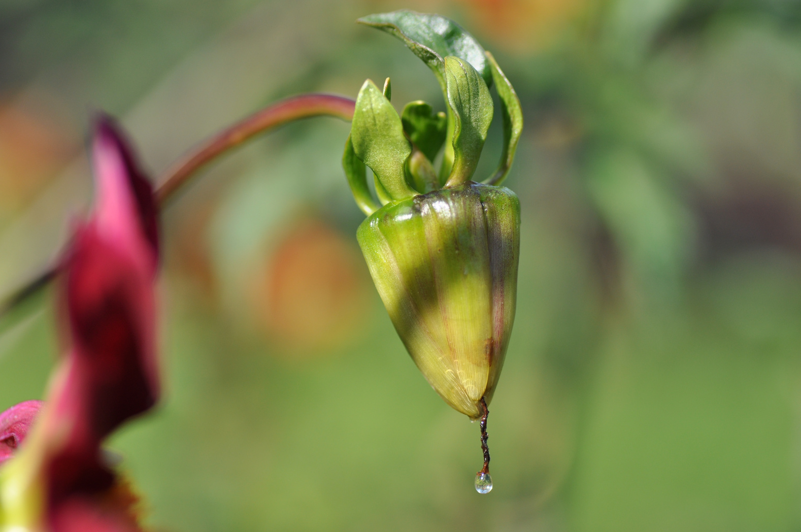 Wassertropfen