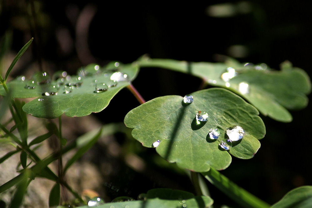 Wassertropfen