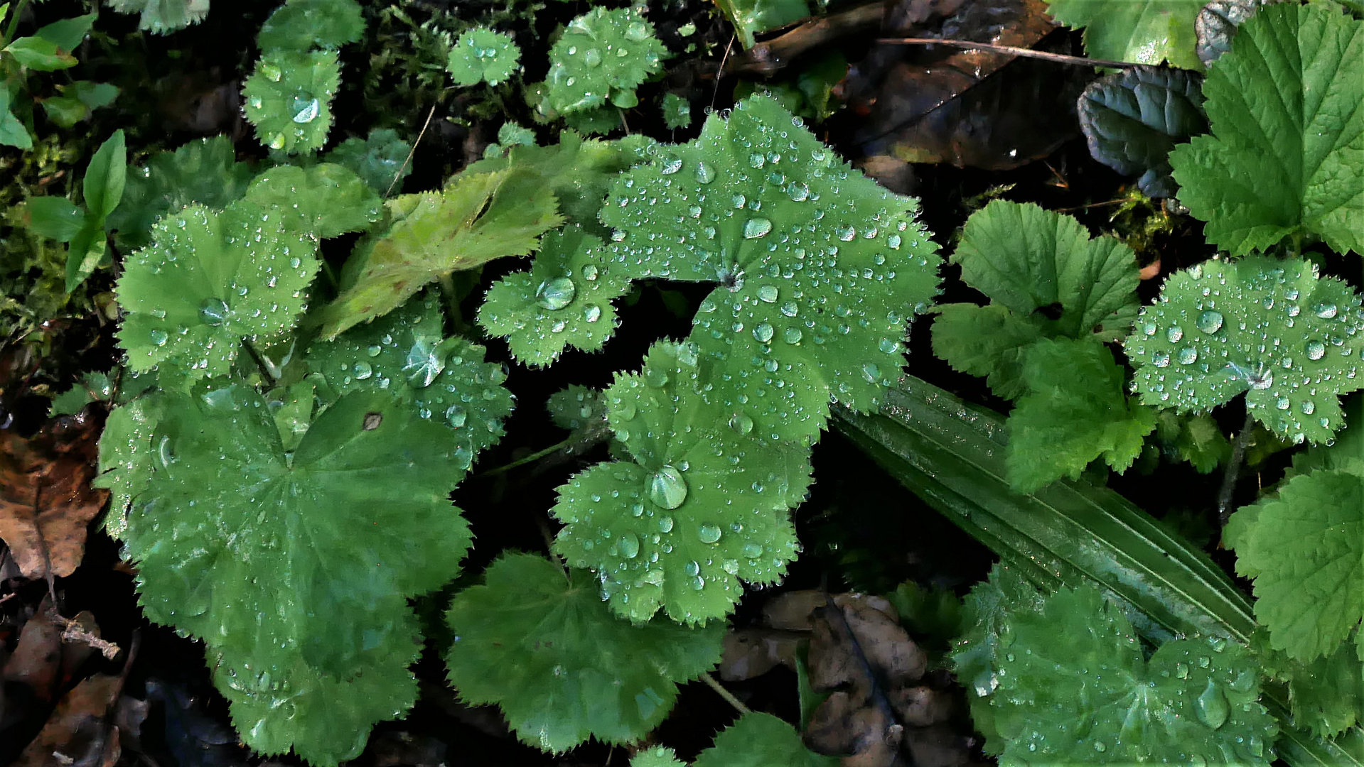 Wassertropfen