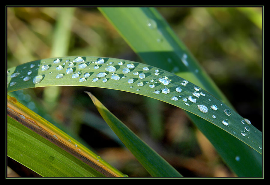 wassertropfen