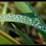 wassertropfen