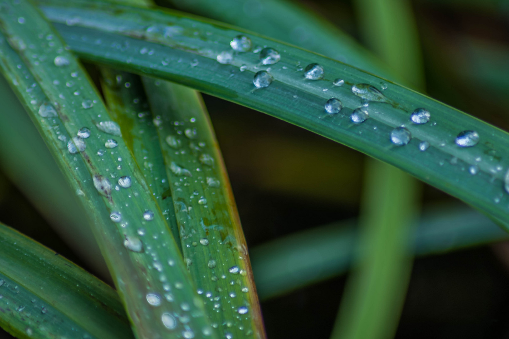 Wassertropfen Closeup