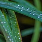 Wassertropfen Closeup