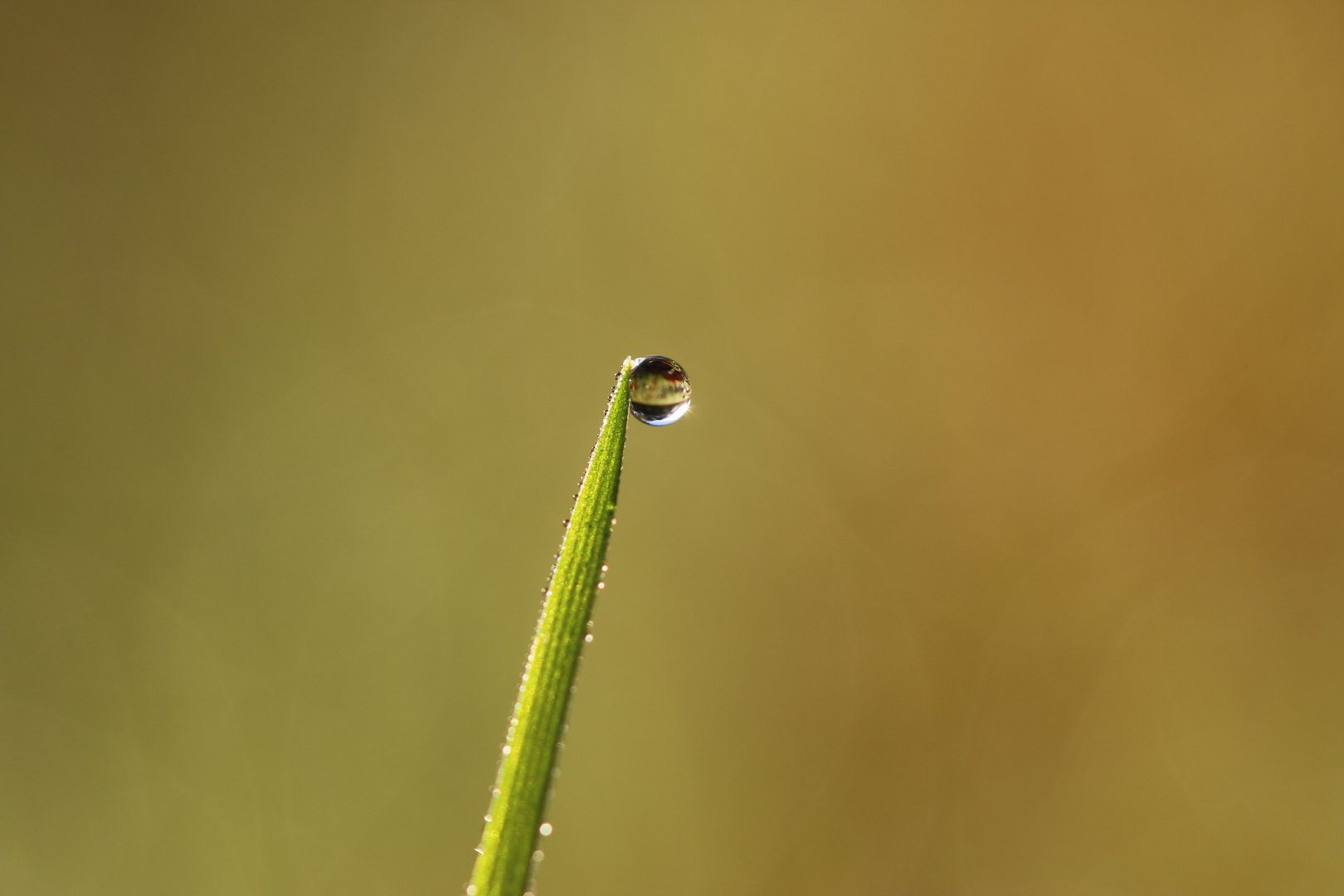 Wassertropfen