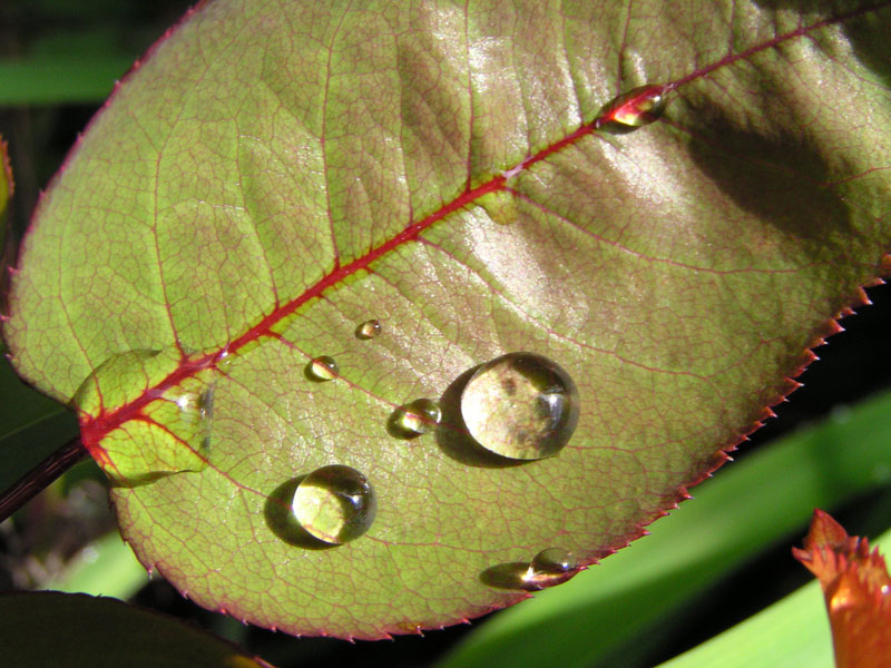 Wassertropfen