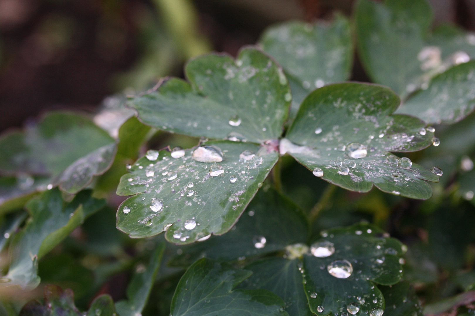 Wassertropfen