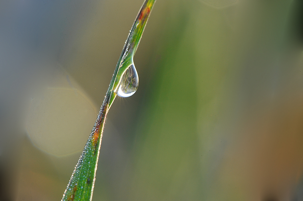 Wassertropfen