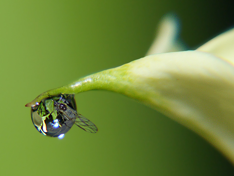 Wassertropfen