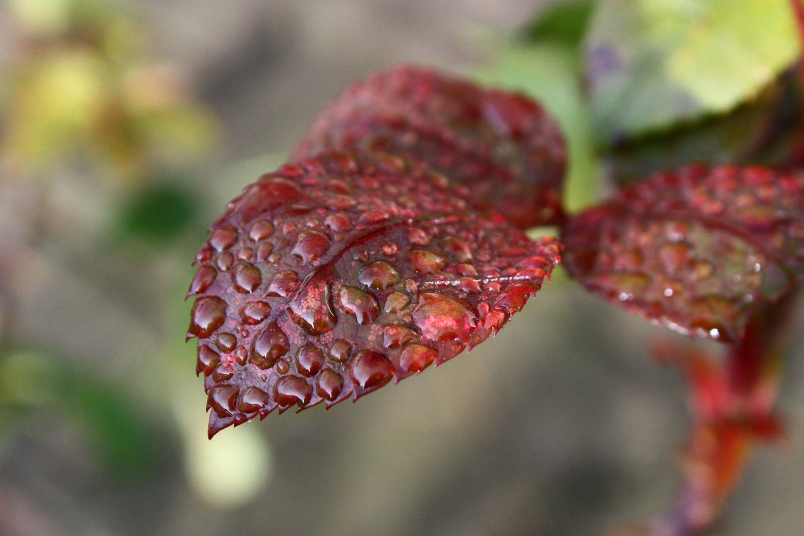 Wassertropfen