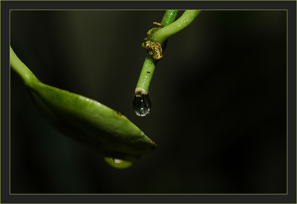 Wassertropfen, der Erste...