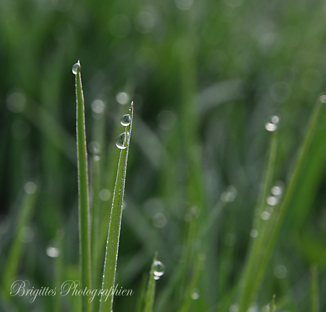 Wassertropfen