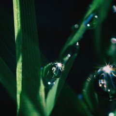 Wassertropfen (drops of water)