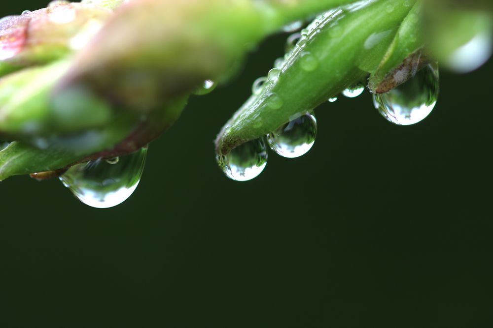 Wassertropfen Foto & Bild | natur-kreativ, canon, sommer Bilder auf
