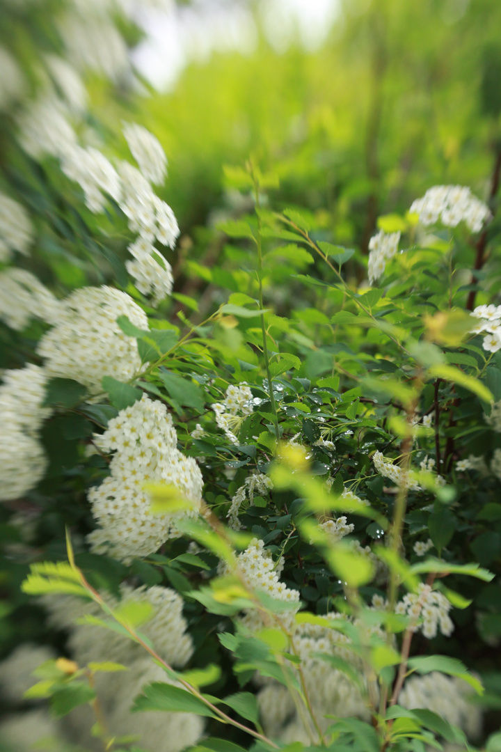 Wassertropfen