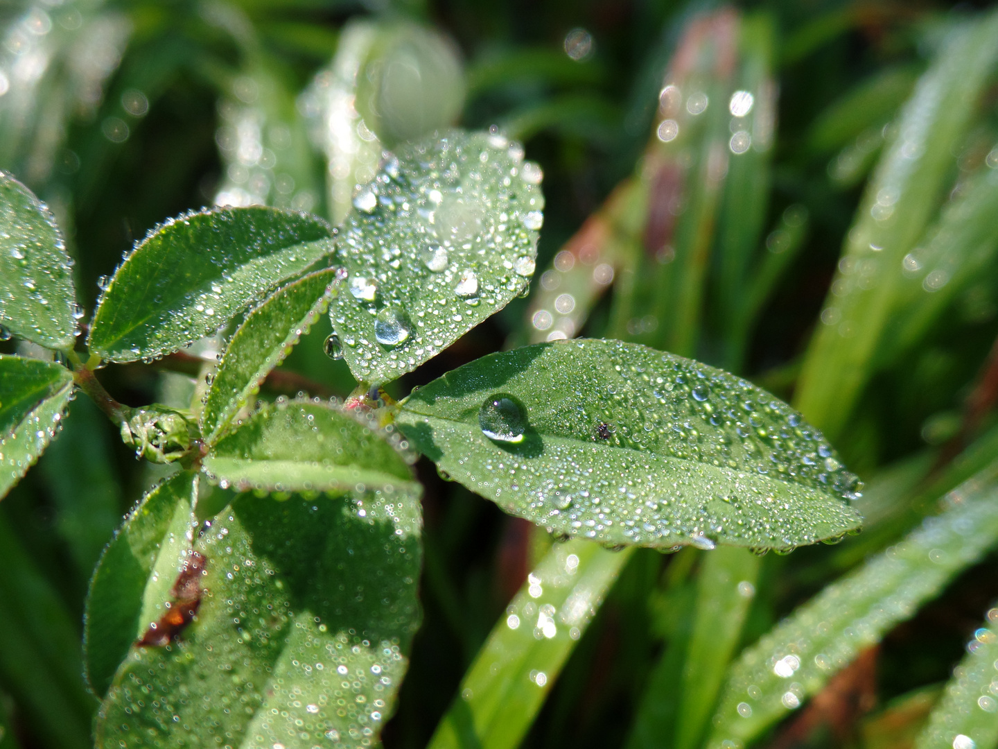 Wassertropfen