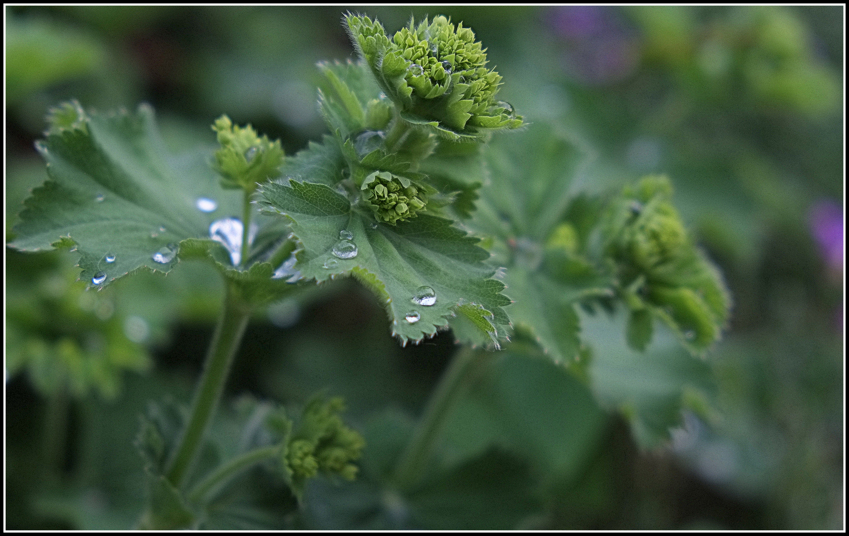 Wassertropfen