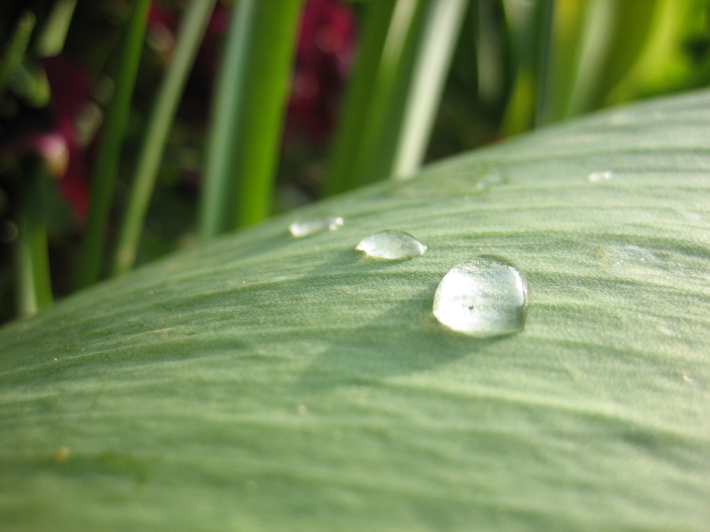 Wassertropfen