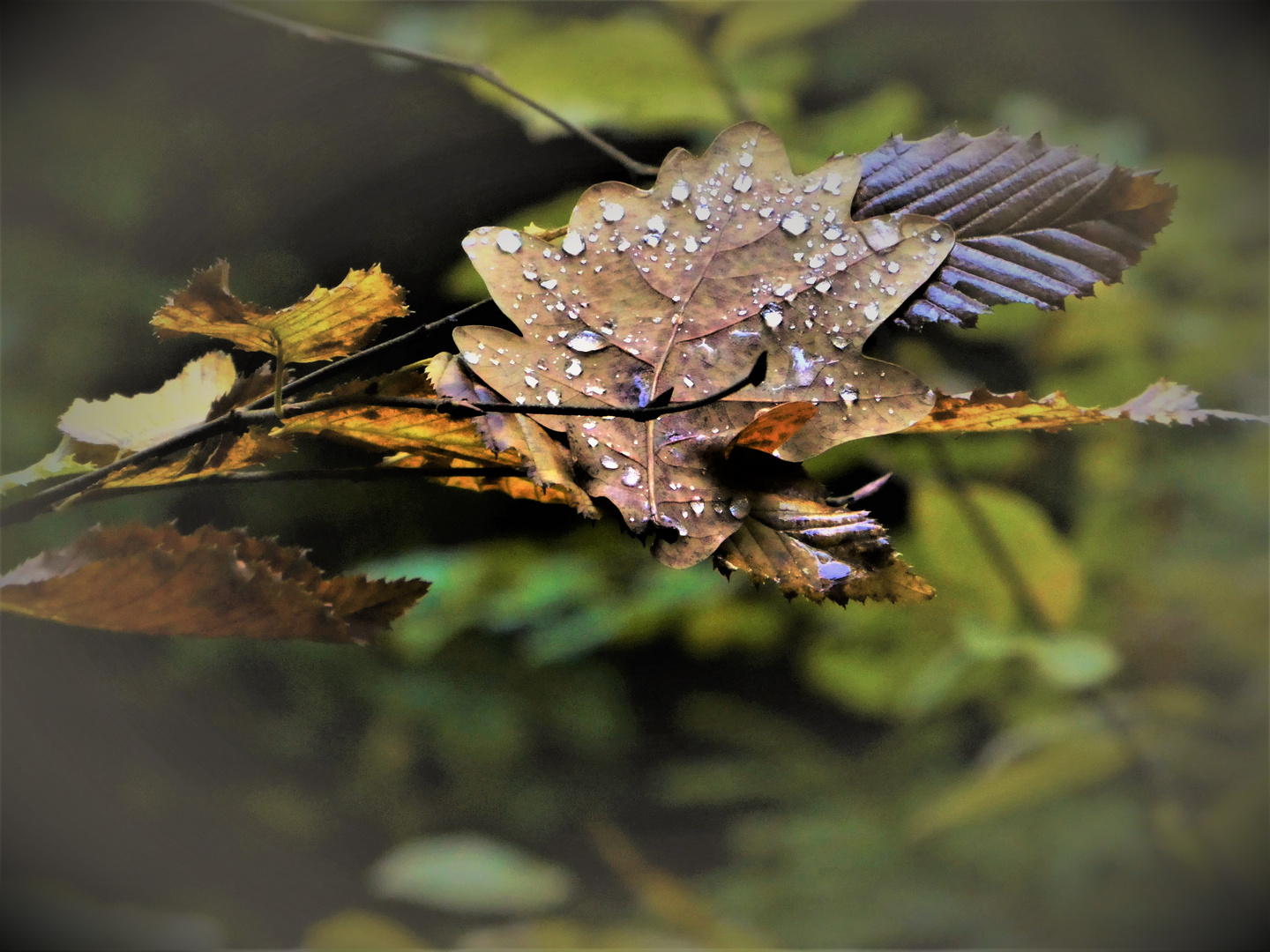 Wassertropfen