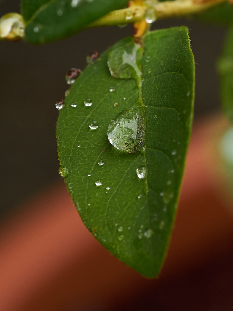 Wassertropfen