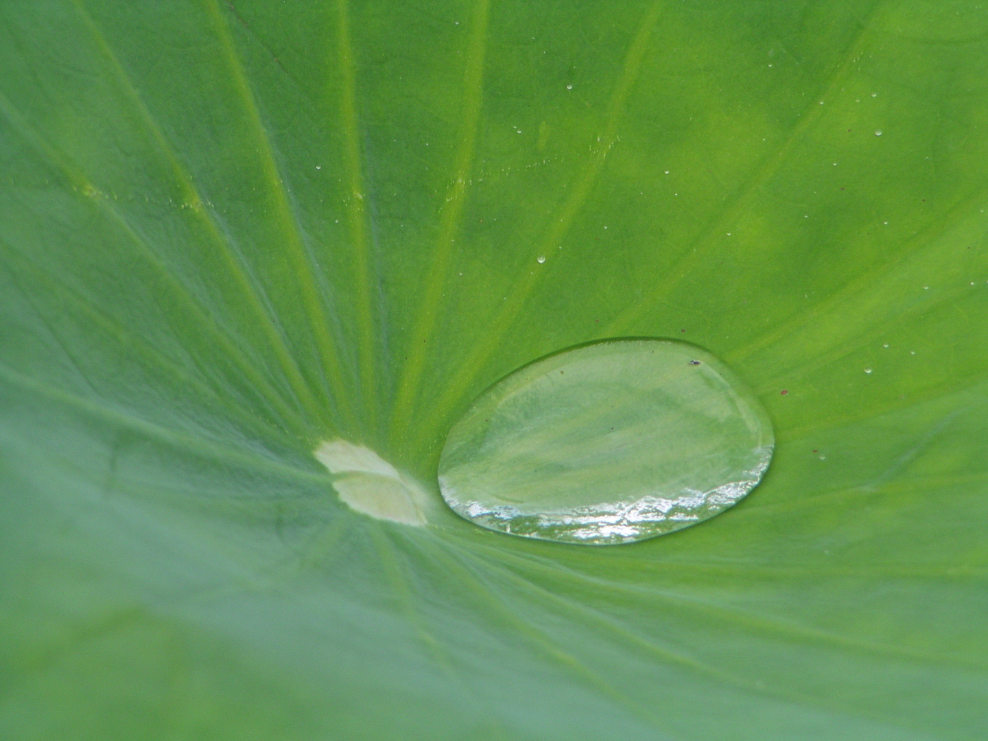 Wassertropfen