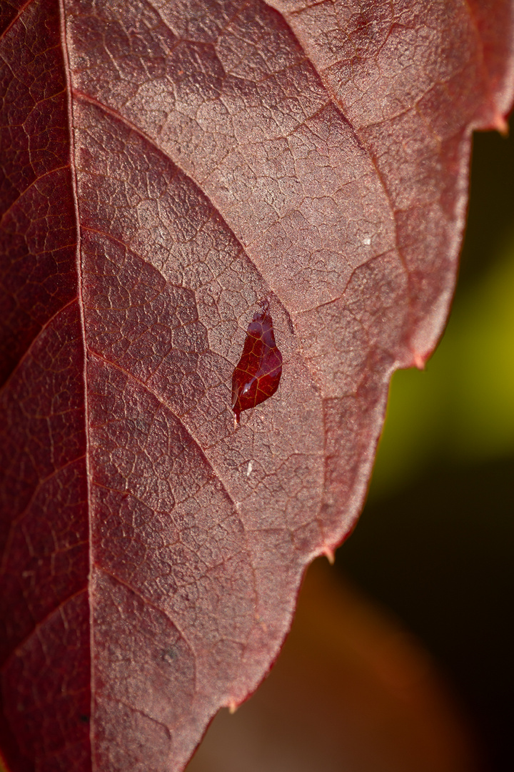 Wassertropfen