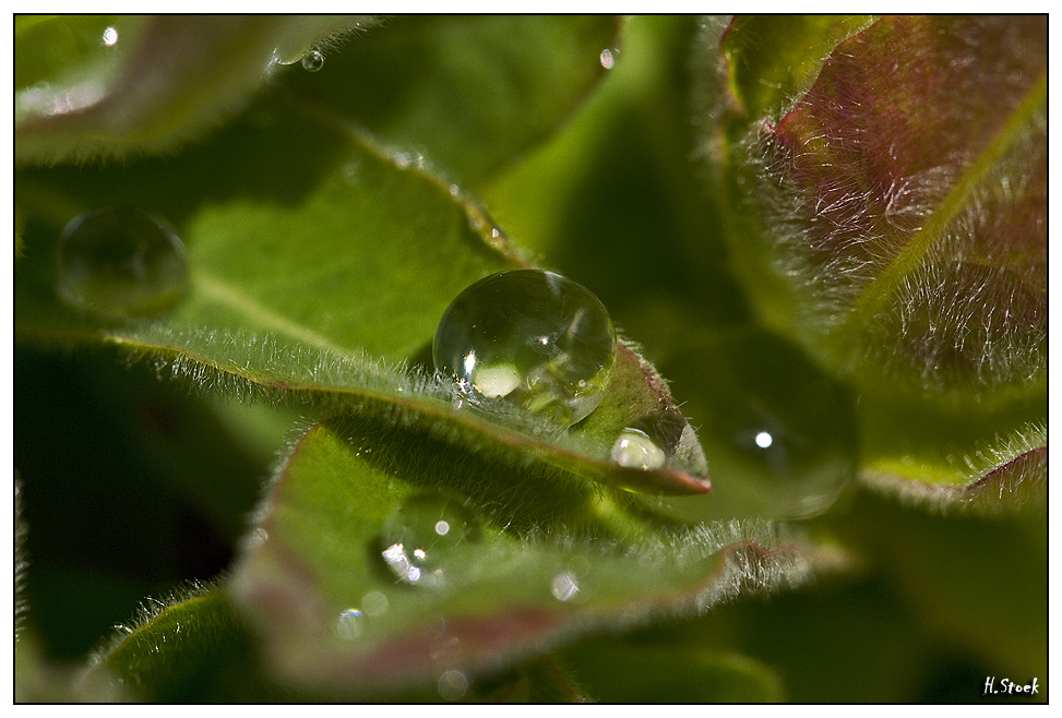 Wassertropfen