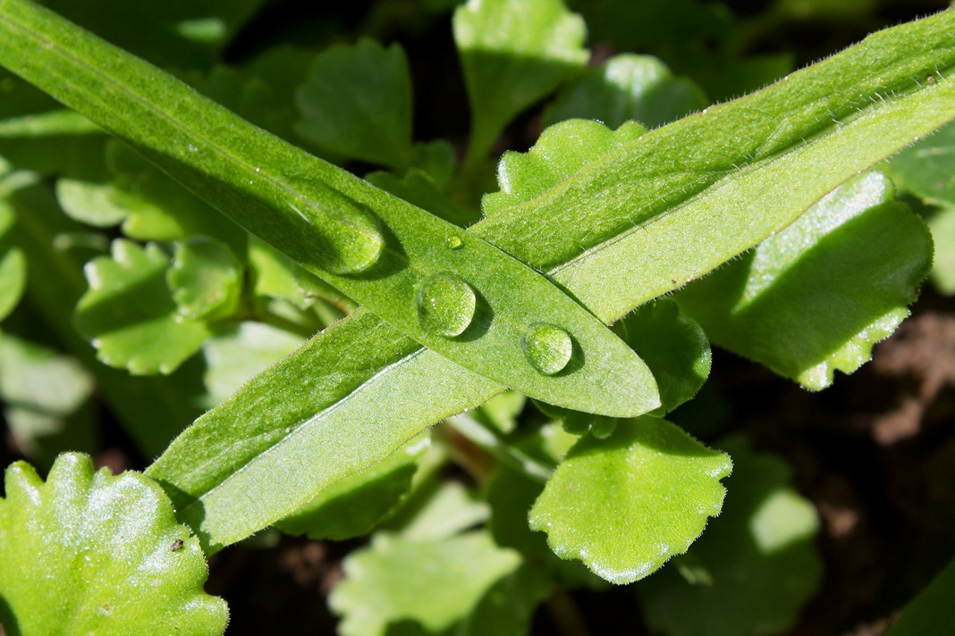 Wassertropfen...