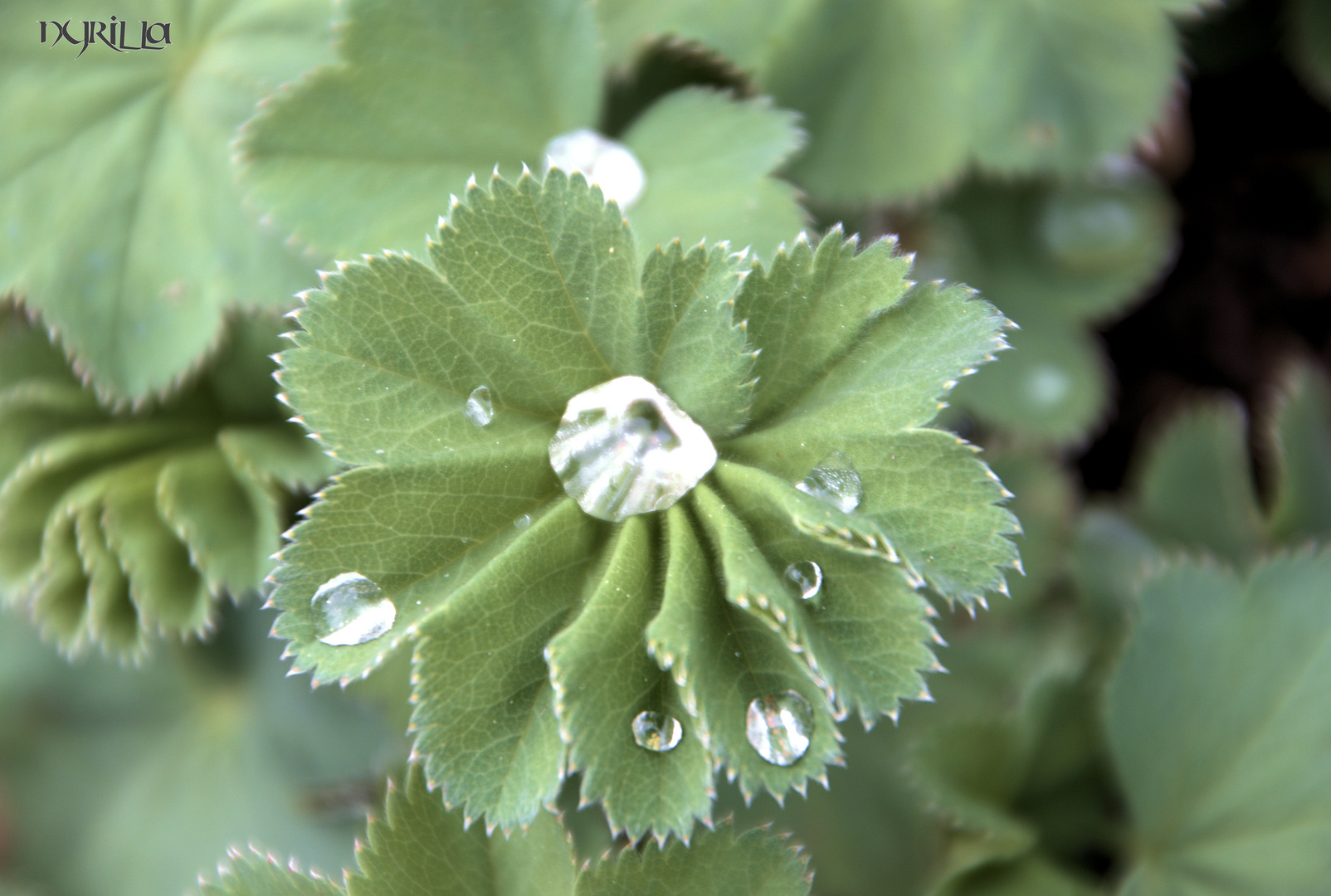 Wassertropfen