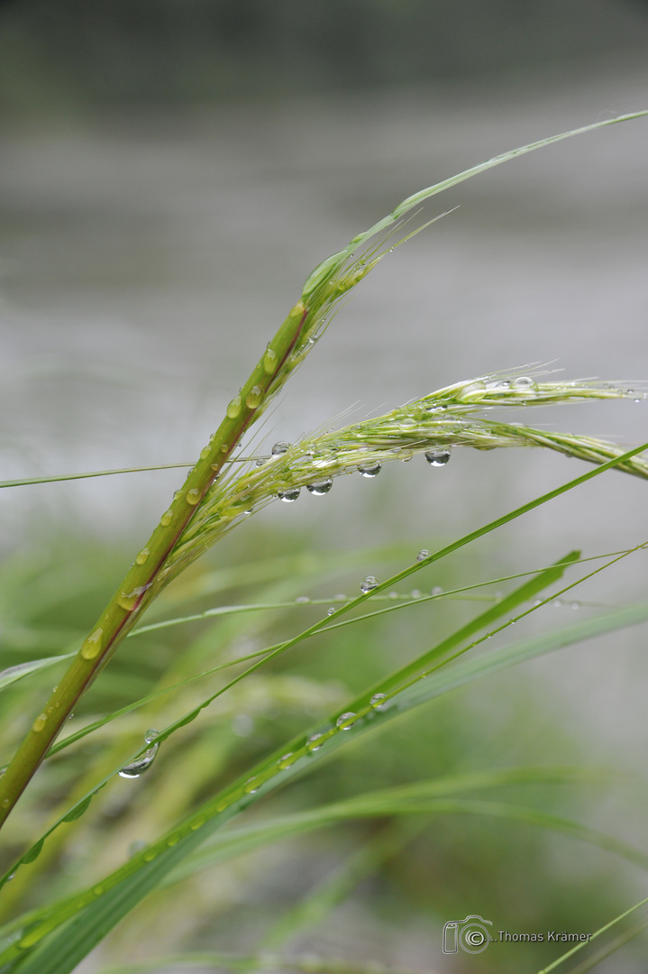 Wassertropfen