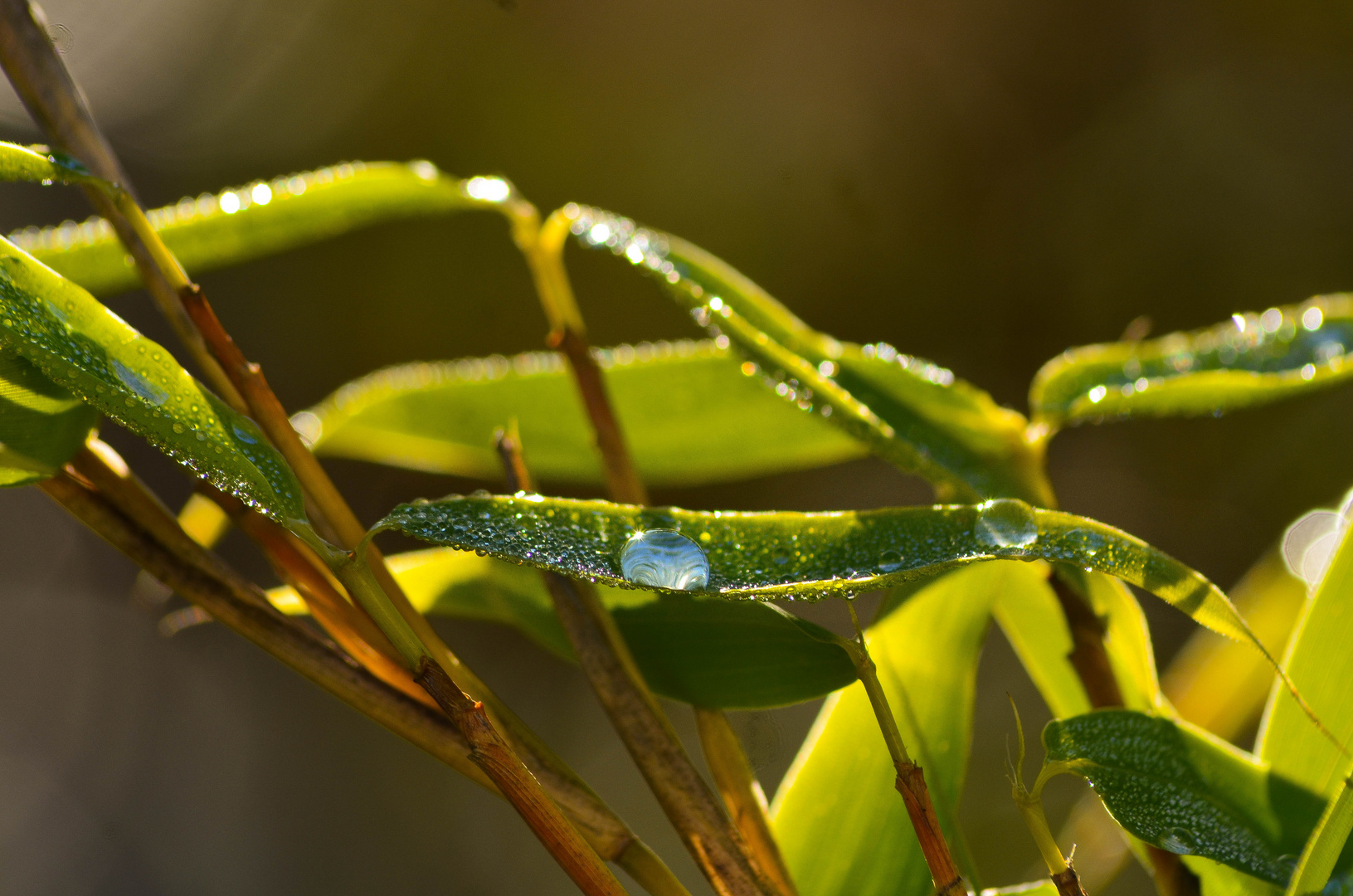 Wassertropfen