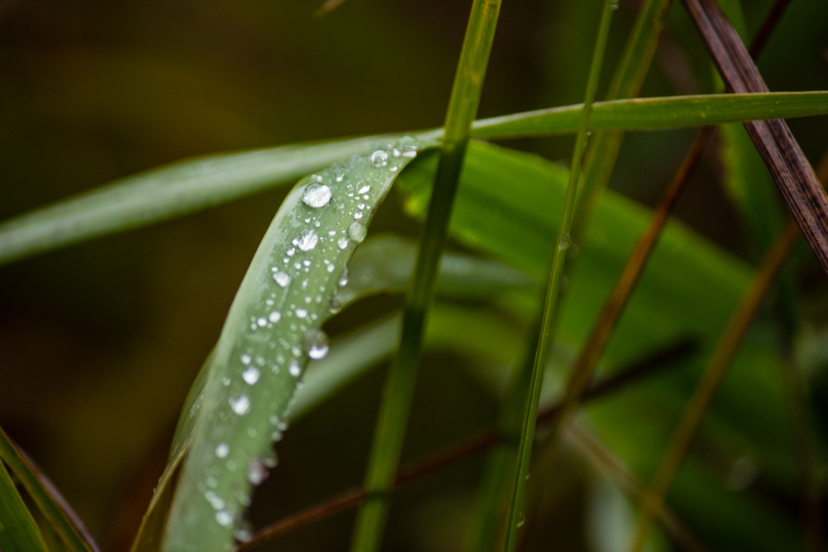 Wassertropfen