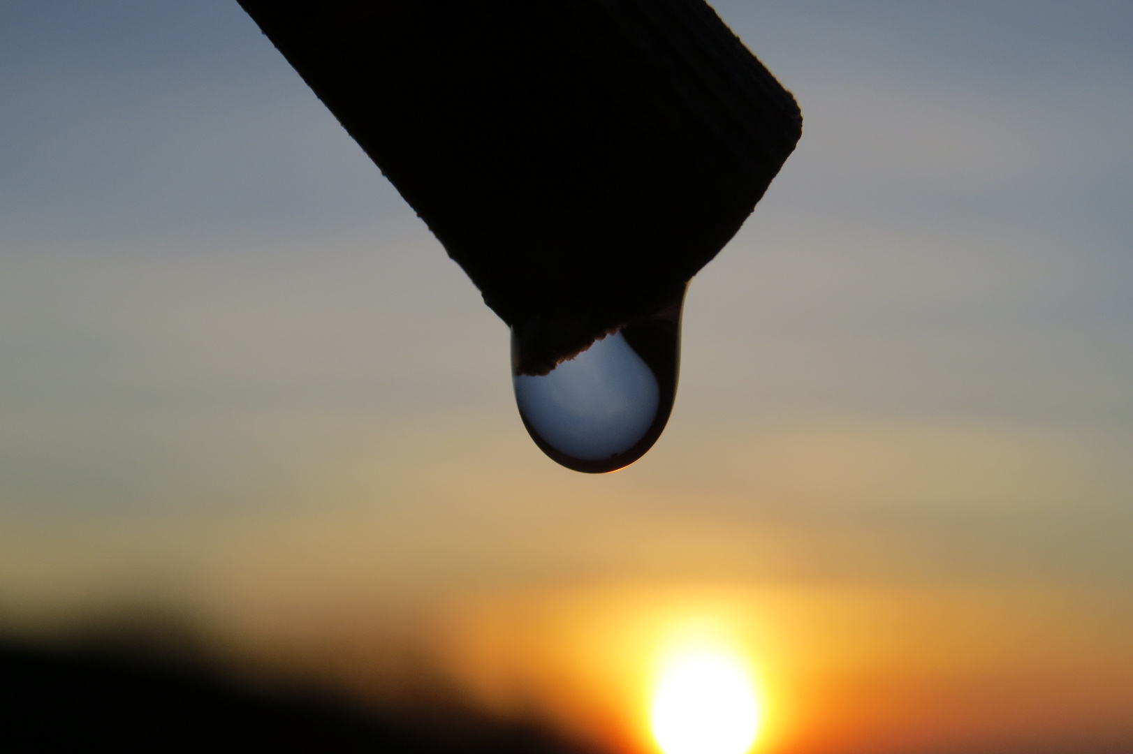 Wassertropfen einern Rebgehrte