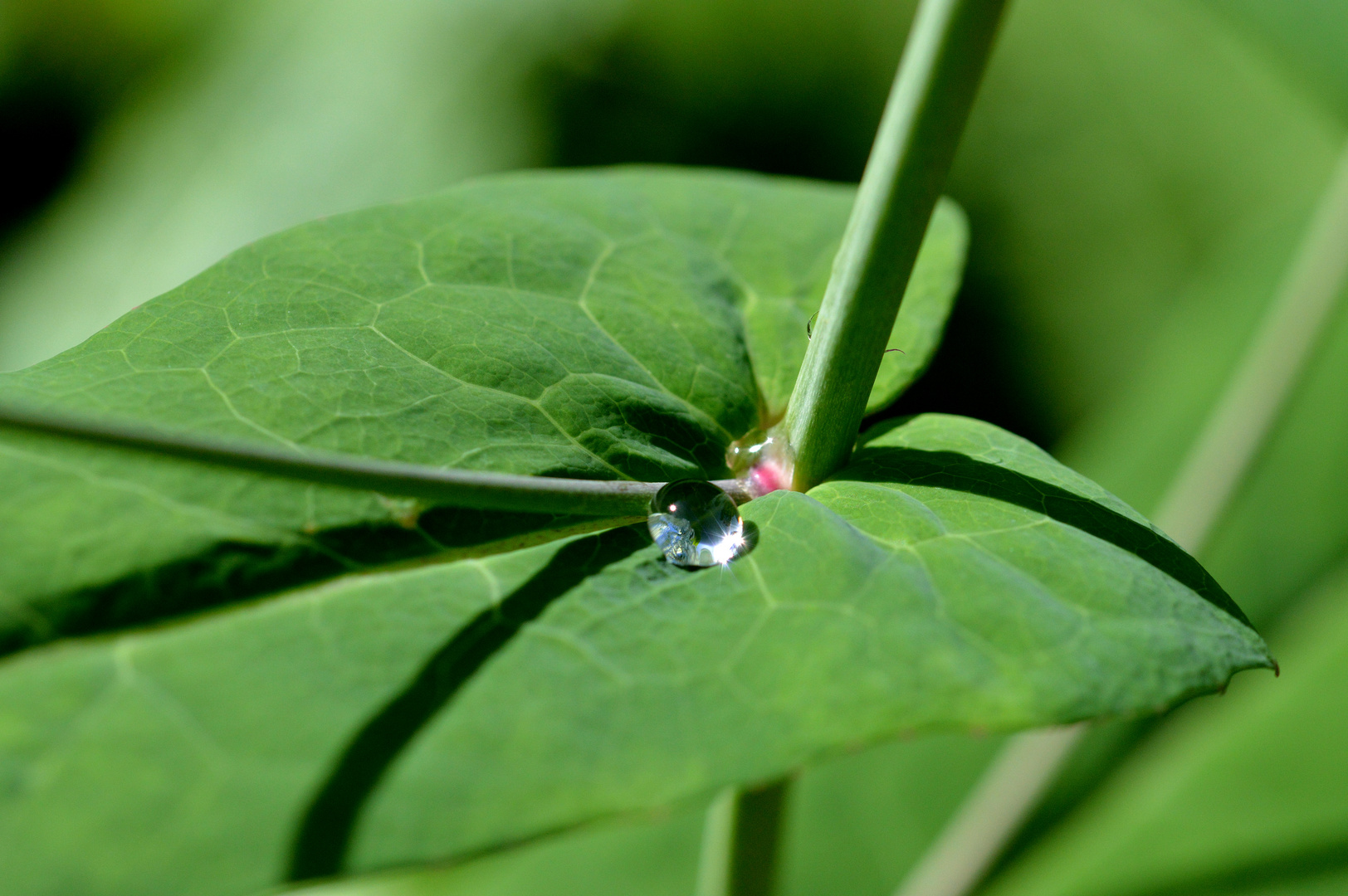 Wassertropfen