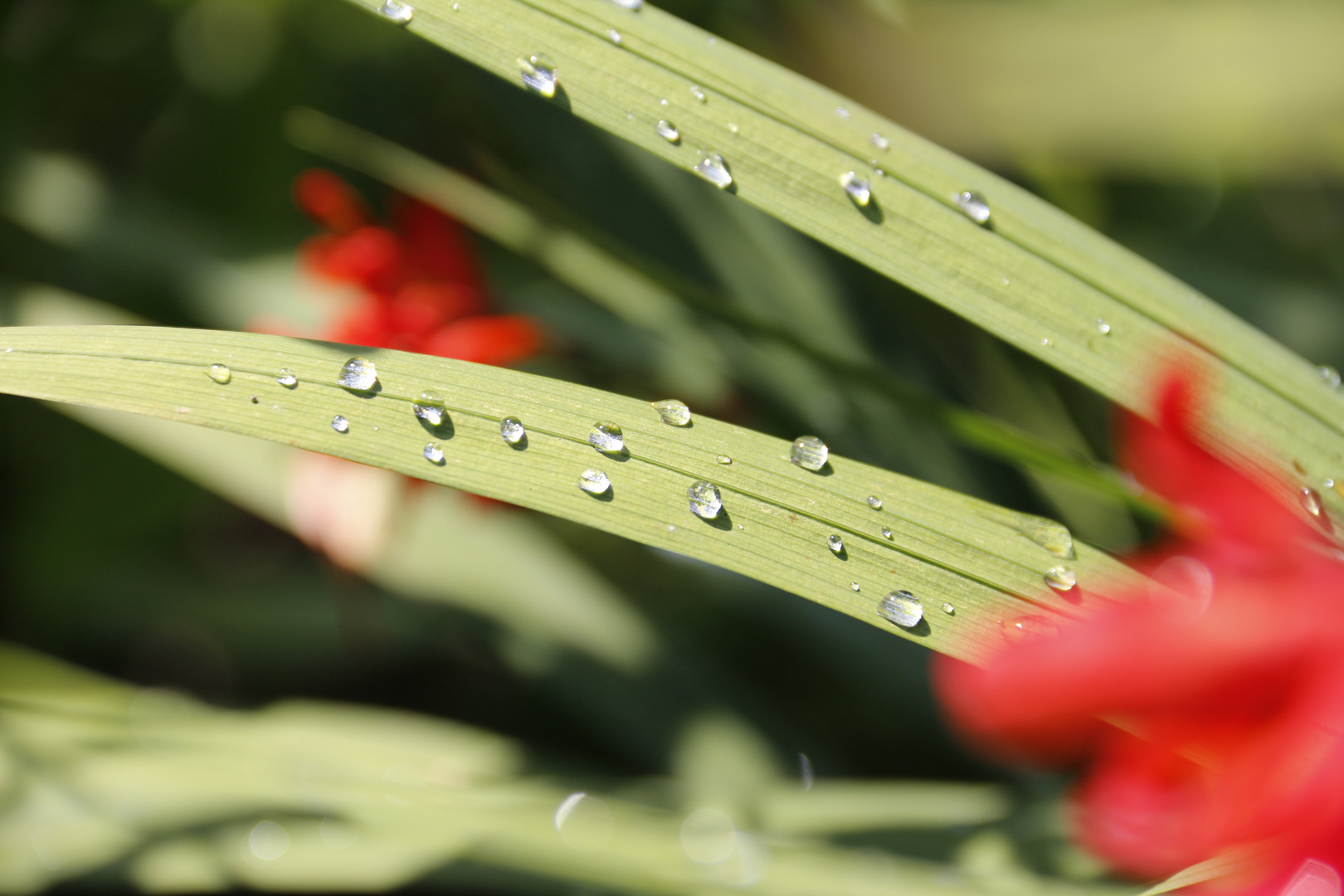 Wassertropfen