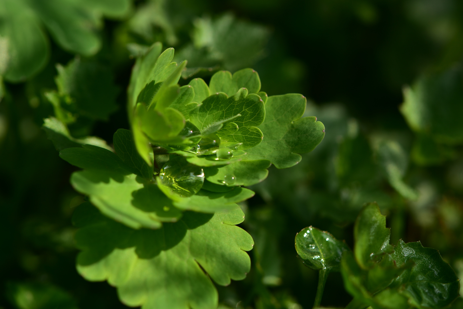 Wassertropfen