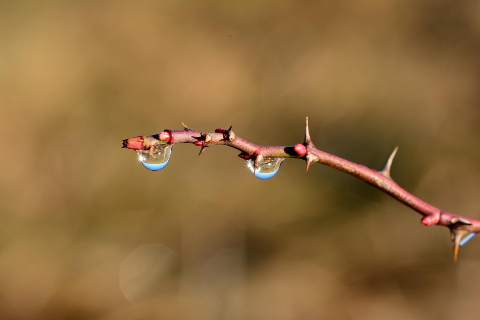 Wassertropfen.