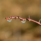 Wassertropfen.