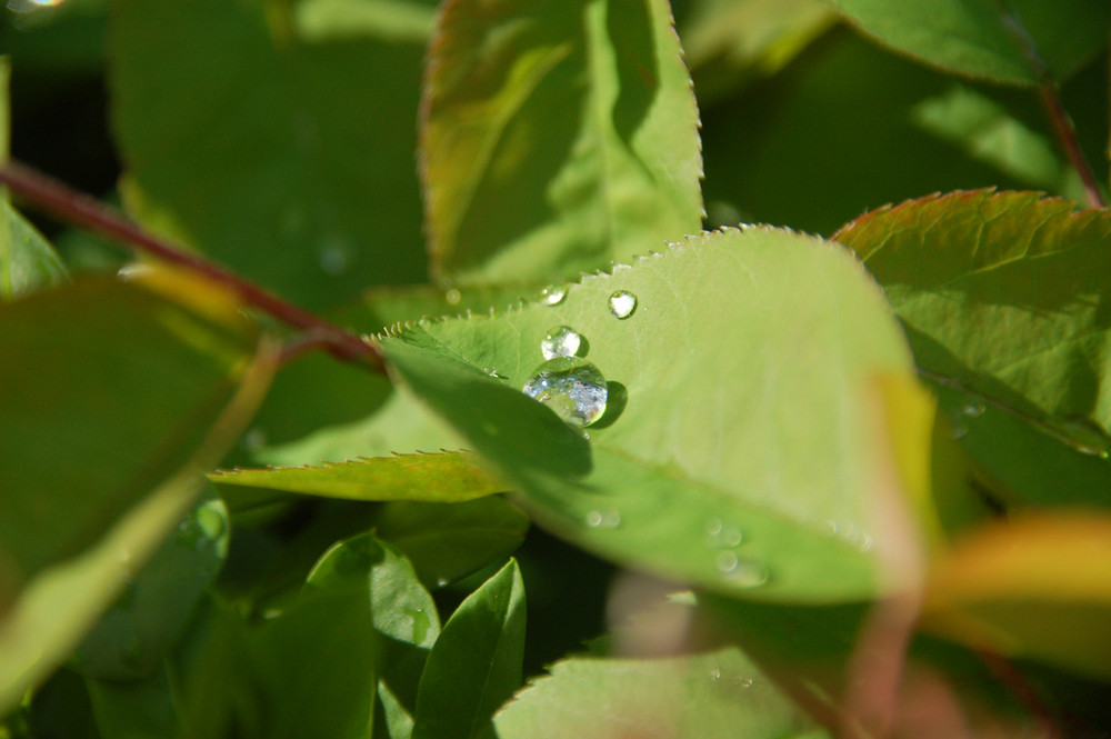 Wassertropfen