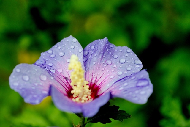 Wassertropfen