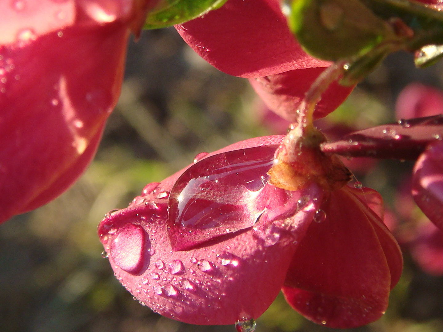 Wassertropfen