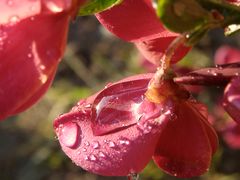 Wassertropfen