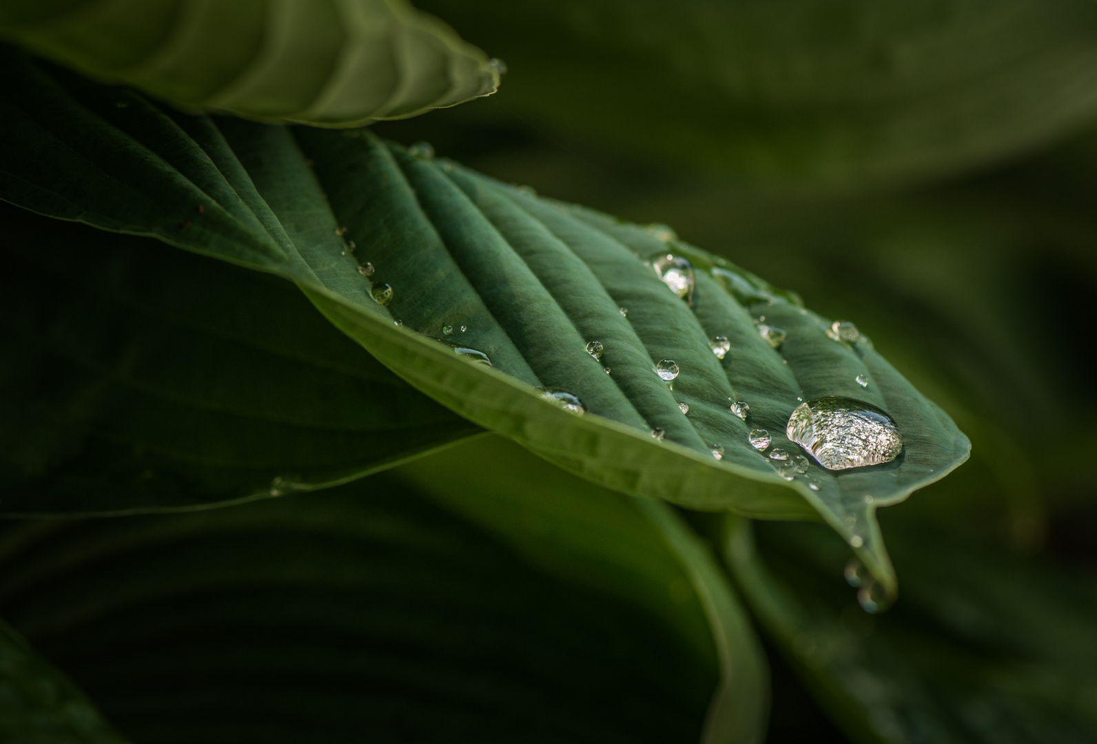 Wassertropfen