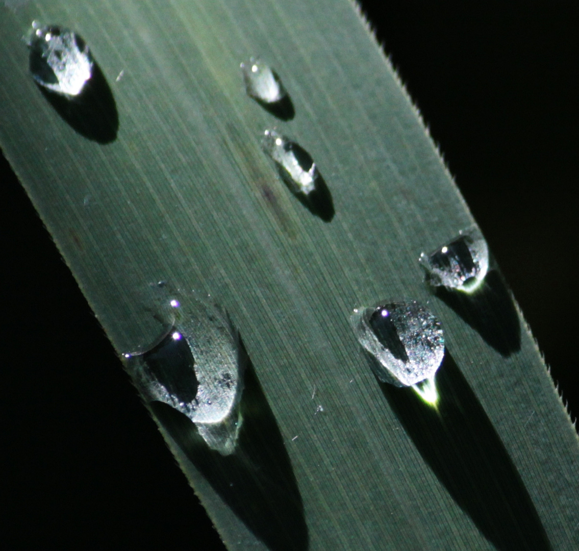 Wassertropfen