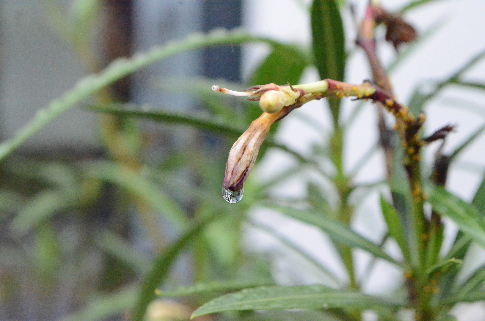 Wassertropfen fällt